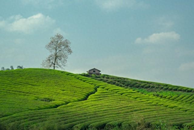 卿本佳人游戏攻略（女人玩弄男人的手段）