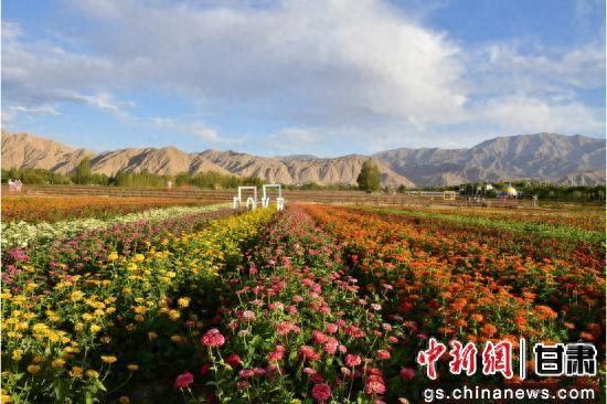看，这里是肃北 ｜ 在七彩花田赴一场浪漫花约