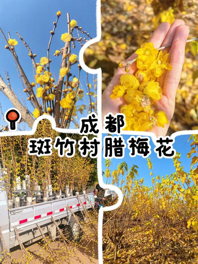 成都3公里亲子徒步公交直达，400亩腊梅漫山遍野，香迷糊了！