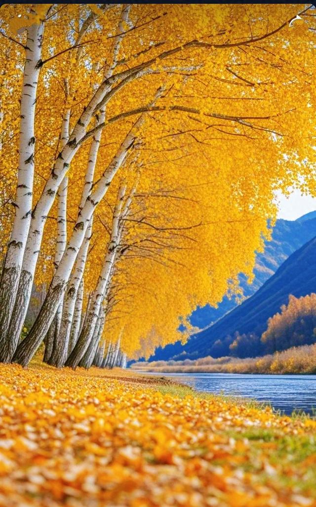 这片金黄白桦林太治愈了