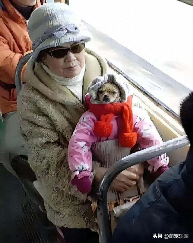 阿姨带狗坐公交，装扮成娃娃蒙混过关，司机一句话让她傻眼了