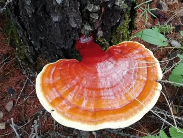 树舌灵芝的功效与作用及禁忌（长在树上的假灵芝树舌和灵芝千万别搞混）
