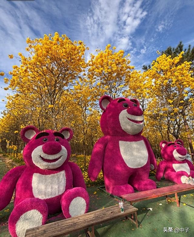 中山赏花指南：免费公园+徒步圣地老少皆宜，1.2万株黄花风铃木