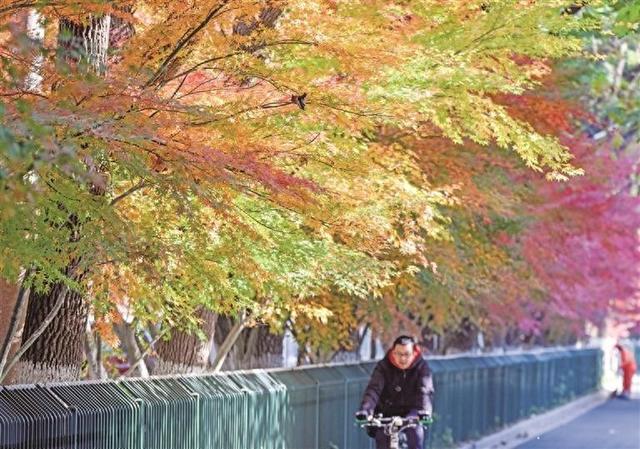 芜湖：“枫”景如画