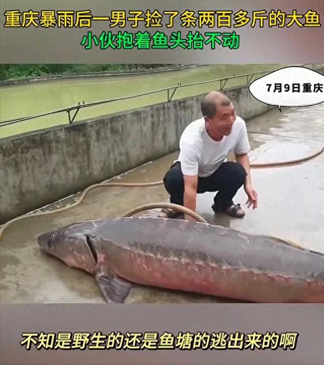 暴雨后村民捡到2.5米巨鱼，重280斤抱不动，网友：这鱼能卖几万？