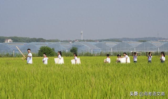 比芯片断供更危险！中国种业遭遇的"基因窃密战"