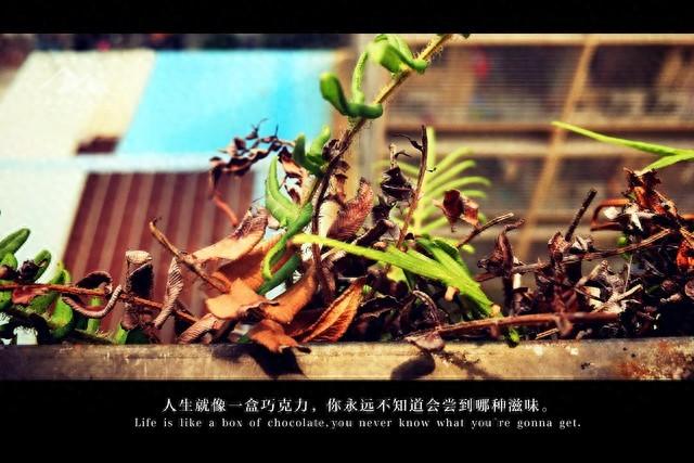 迎接平凡中的非凡：好运与期待共鸣的心声