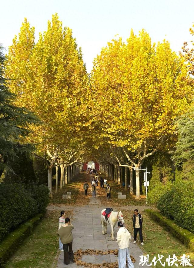 盱眙明祖陵爱心梧桐火出圈，自然造化绘就陵寝浪漫景观