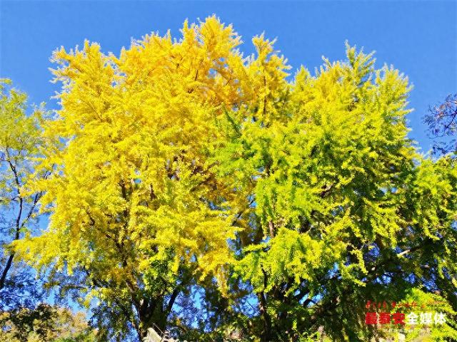 一树金黄 一树青绿 泰山斗母宫银杏迎来最佳观赏期