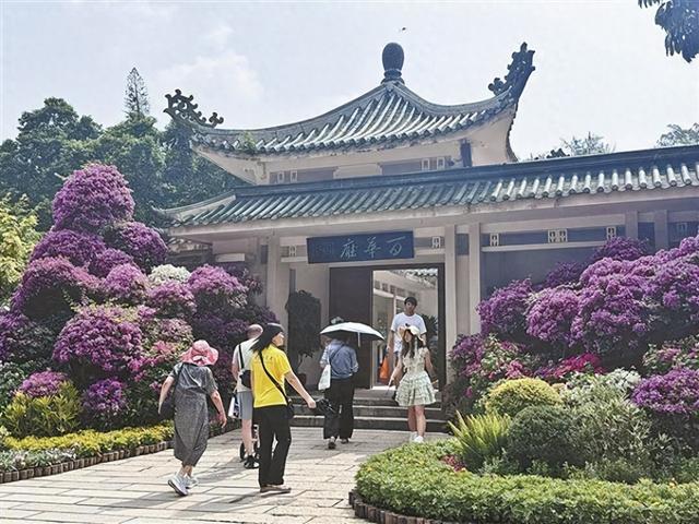 厦门园林植物园迎来大量游客，数百种三角梅花成流量担当