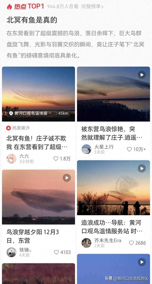 【黄河口生态旅游区】这里不止有“鸟浪” !