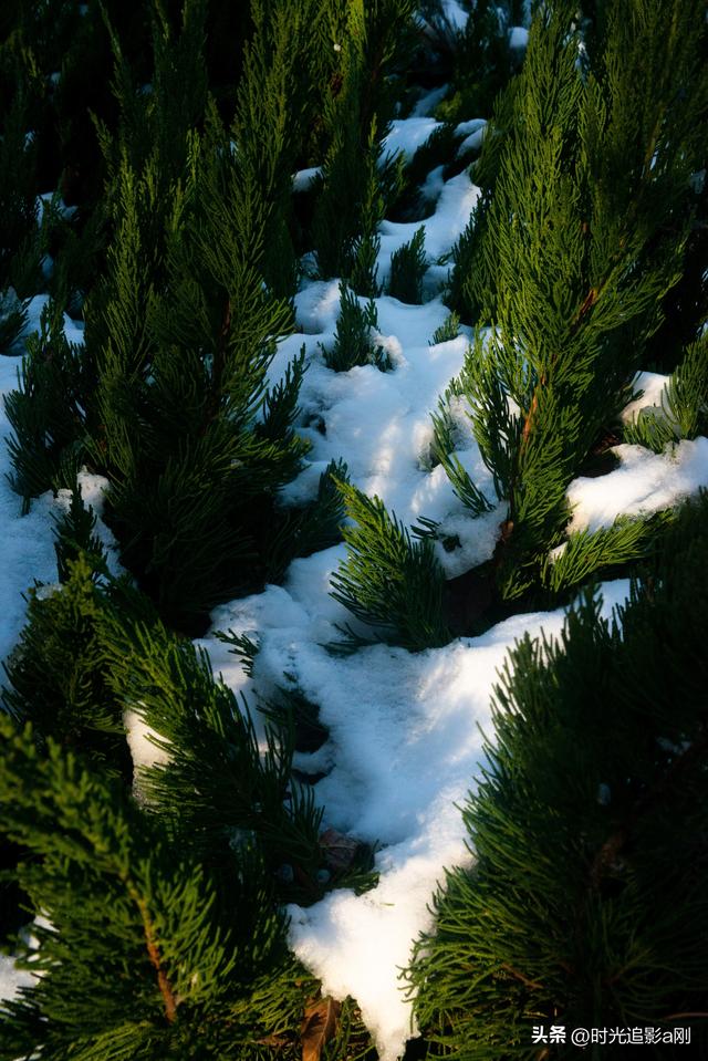 冬日的松柏丛，被雪裹成了一幅素净的画！