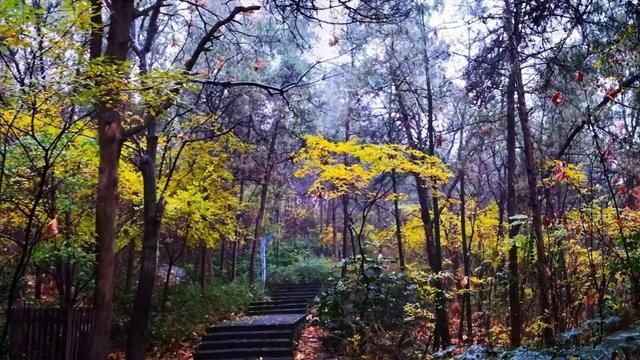 佳文悦览 | 变单一林相为多彩画卷 生态修复促进云龙湖景观品质提升