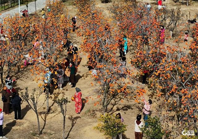 金柿映初冬，青岛藏着一处“甜蜜”公园