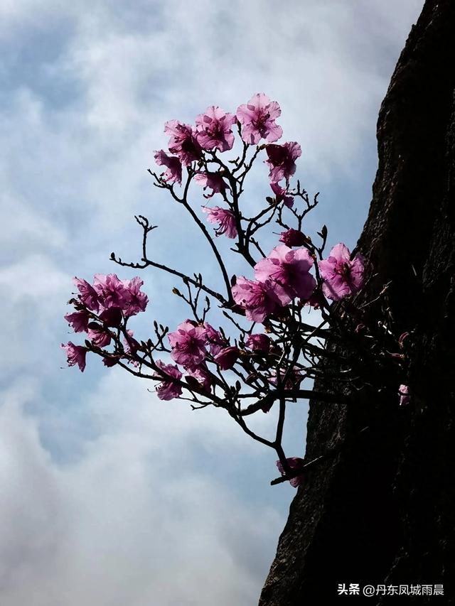 丹东凤凰山最高山峰一枝花