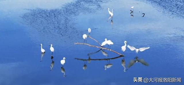 河南汝阳：北汝河湿地公园白鹭翩飞，绘就生态新画卷
