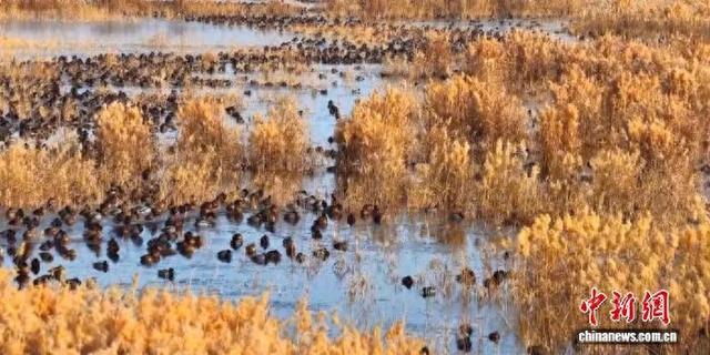 新疆阿拉尔市：湿地成越冬候鸟栖息乐园