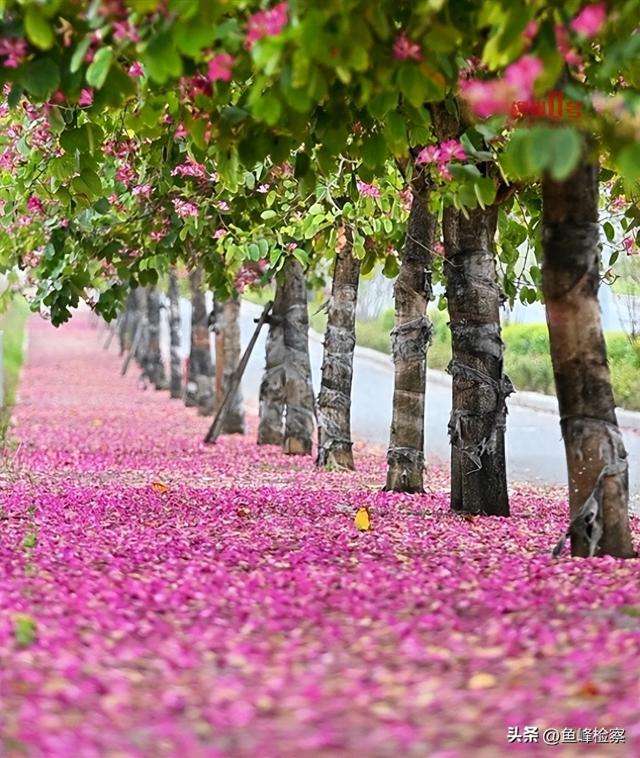 柳州下“花”了！粉色花海铺满人行道，还有“红色瀑布”超出片~回暖在这天→