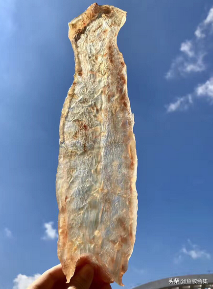 新西兰鳕鱼胶是很差的鱼胶吗 2026年新西兰鳕鱼胶的功效及吃法