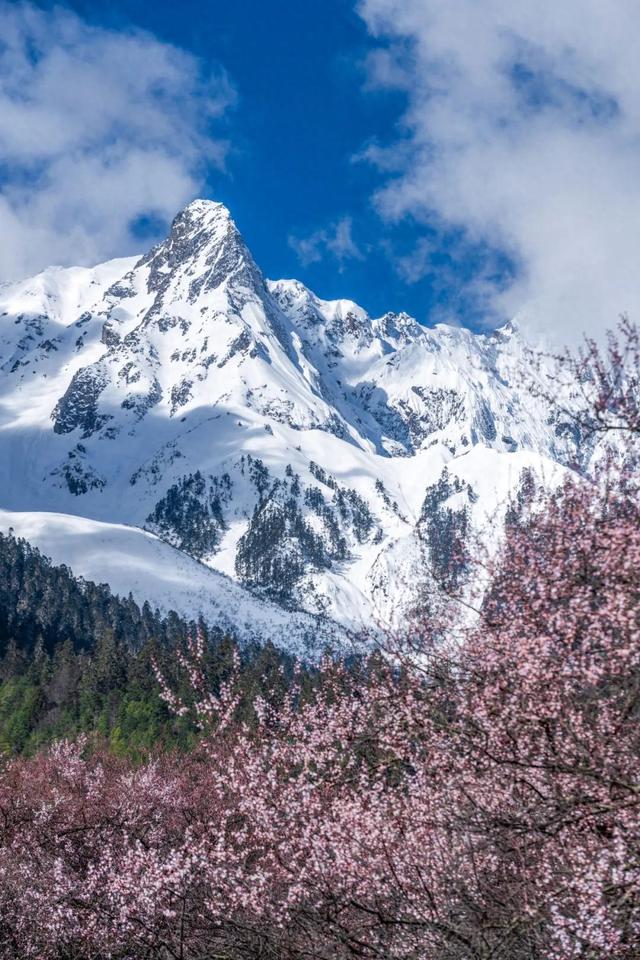 林芝·粉——世界屋脊的桃花源记
