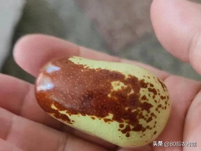 北方怎么养拐枣子（北方枣树管理全攻略｜手把手教你种出甜脆大红枣）