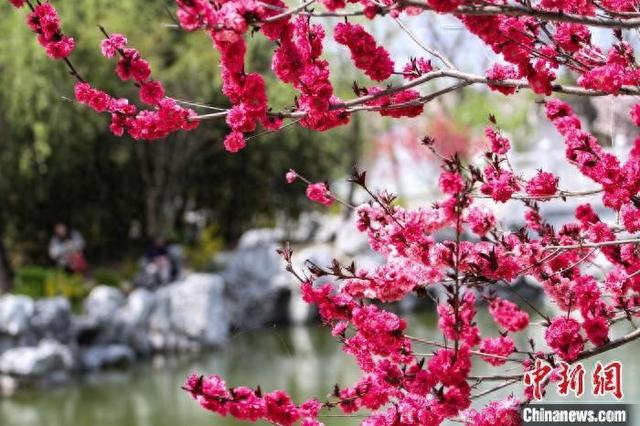 关于清明节的风俗（清明习俗知多少吃青团荡秋千 戴柳祈求永葆青春）
