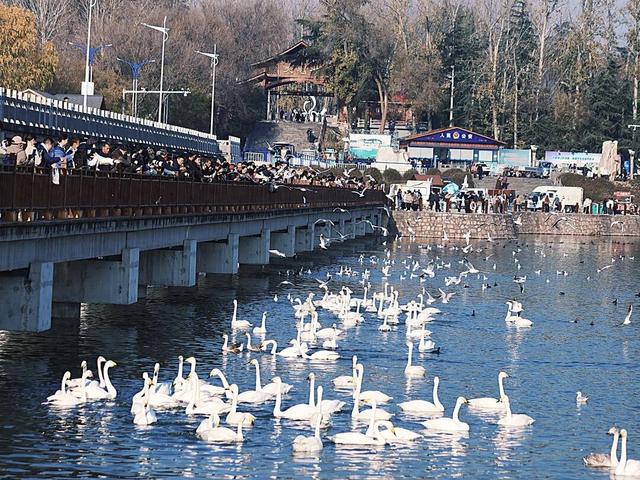 天鹅湖冬日最灵动的乐章：天鹅悠然游弋，红嘴鸥凌空飞舞