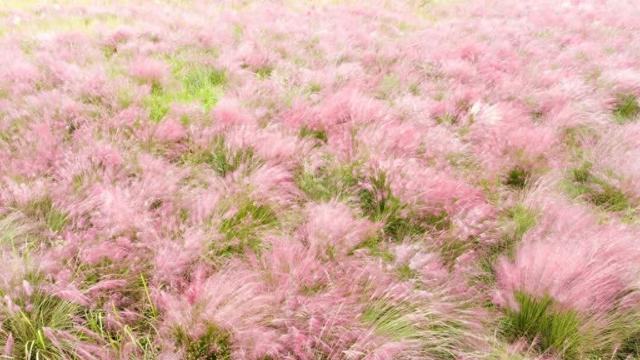 文旅融合焕活力 江岸闲游享舒适