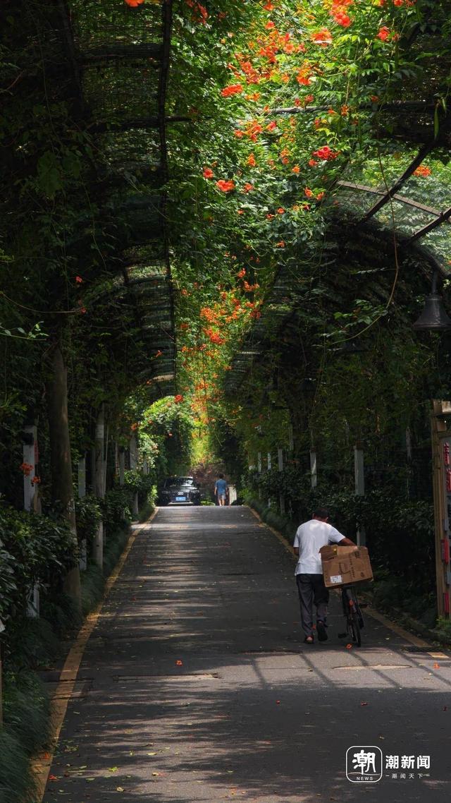 这个社区的“爱情花廊”凌霄正盛，是他种下的杭州浪漫