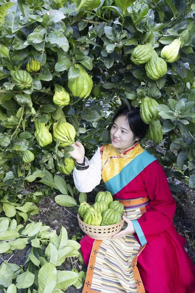 石棉秋日限定！田湾河畔佛手柑熟了，这抹 “黄金果” 藏着最浓乡韵