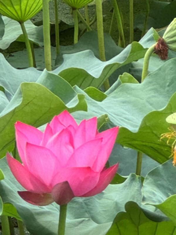 淮滨：荷花竞绽放 夏日诗意浓