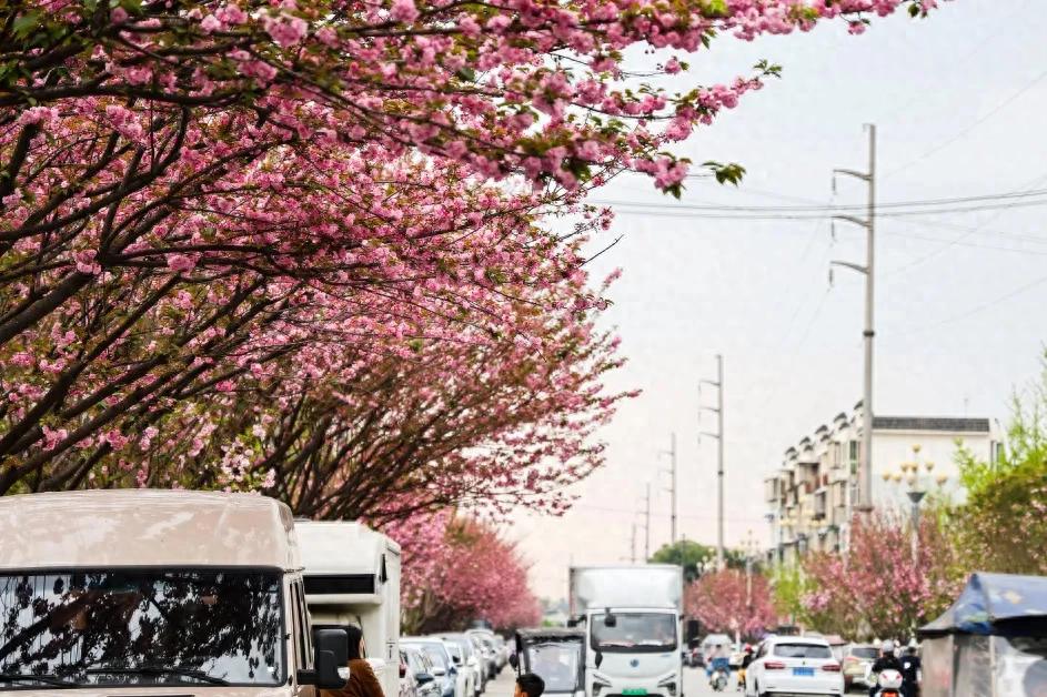 赏花、逛市集、喝咖啡!唐昌樱花季太好逛了插图 赏花、逛市集、喝咖啡!唐昌樱花季太好逛了插图