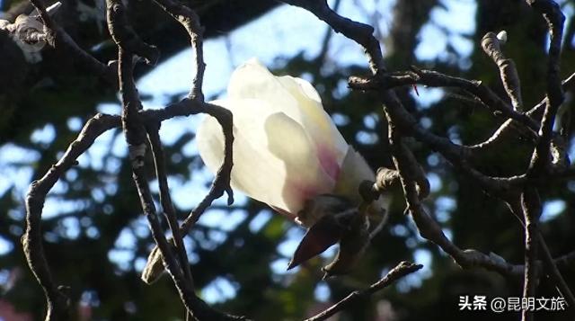 冬日暖阳正好~昆明这里的玉兰初放，一起来乐享静时光