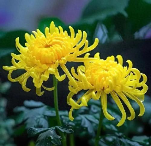 菊花的象征意义是什么（菊花含义）