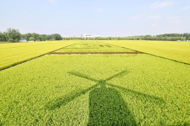 海淀京西稻田：浅秋限定的清新画卷