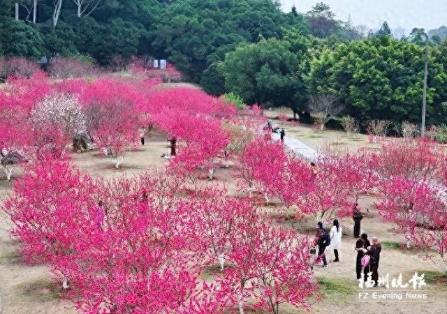 福州森林公园桃花盛放