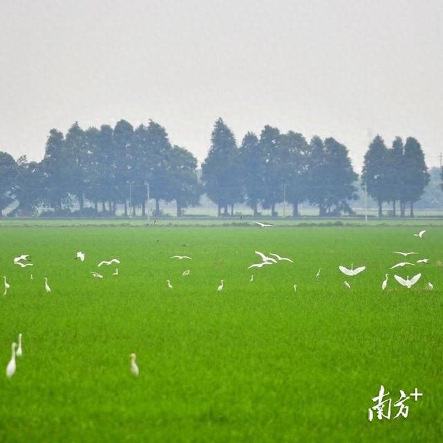 湾区西岸文旅热土，中山翠亨千亩项目挂榜招商