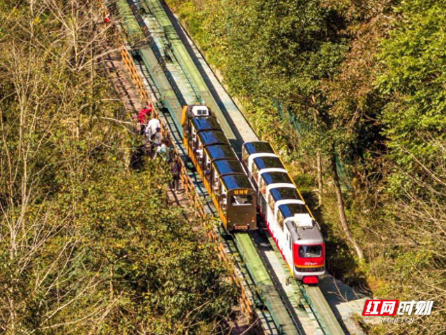 张家界十里画廊：暖冬秋色正浓 生肖电车载客入画