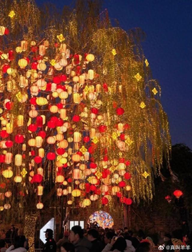 门东新“顶流”！一棵美到让全南京排队围观的树！