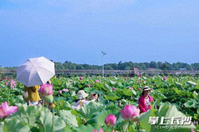 ​​荷香满城夜色生金， 长沙县“凉资源”变身消费“热引擎”​