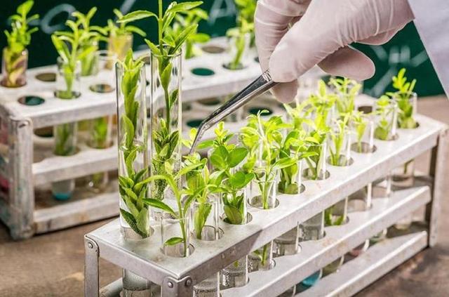 中国再出黑马！科学家成功破解植物再生密码，1大关键因素出炉