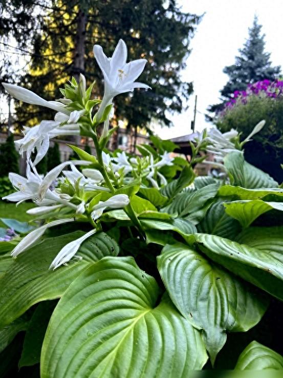 阴花不能进阳宅，家里若有这5种花，请赶紧“搬出去”！