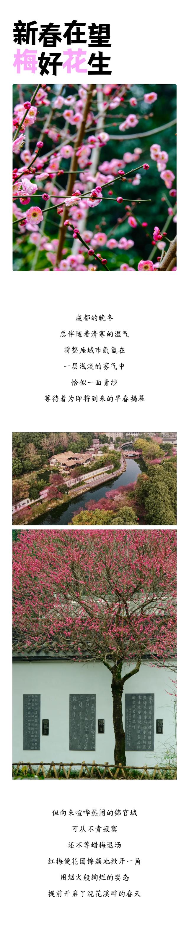 新春在望，“梅”好“花”生！杜甫草堂赏梅季来啦~