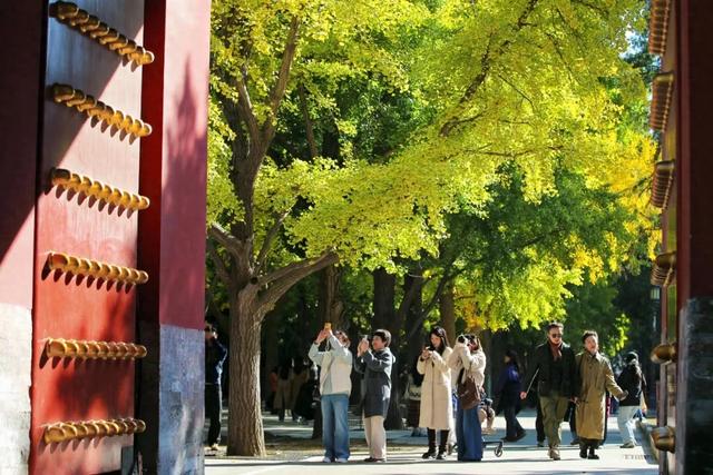 地坛银杏文化节明日开逛!秋日“赶集”天花板来啦→ 地坛银杏文化节明日开逛!秋日“赶集”天花板来啦→