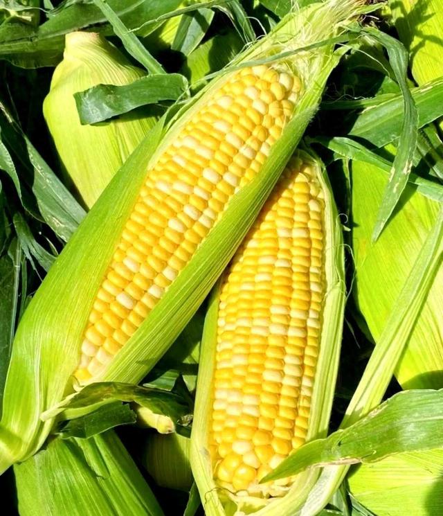 东北玉米价格暴涨	，农民兄弟积极卖粮，港口堆满6.5万吨刷新记录