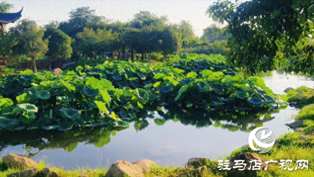 【大美天中】盛夏泌阳：荷影翩跹 湿地流韵