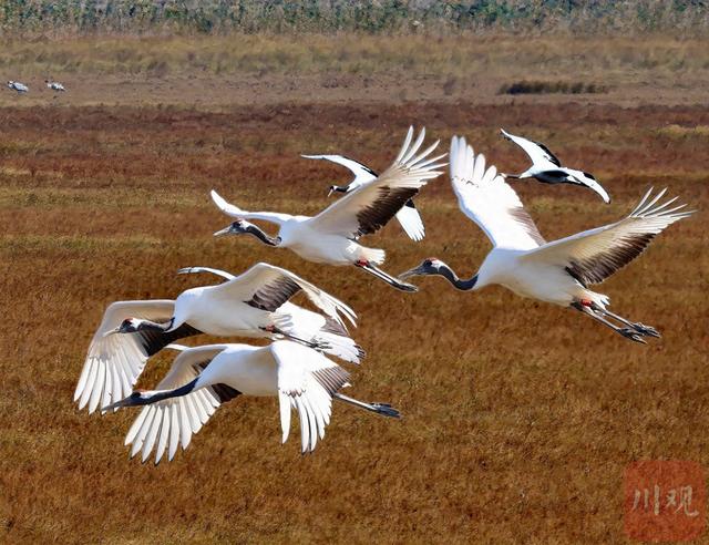 C视觉丨如何拍好丹顶鹤越冬？这份亲测拍摄攻略请收藏