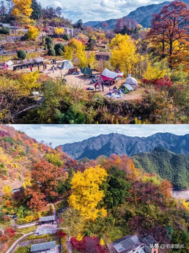 11月浙江要迎来最美的秋天 ，宁波余姚 • 四明山：银杏不输腾冲！