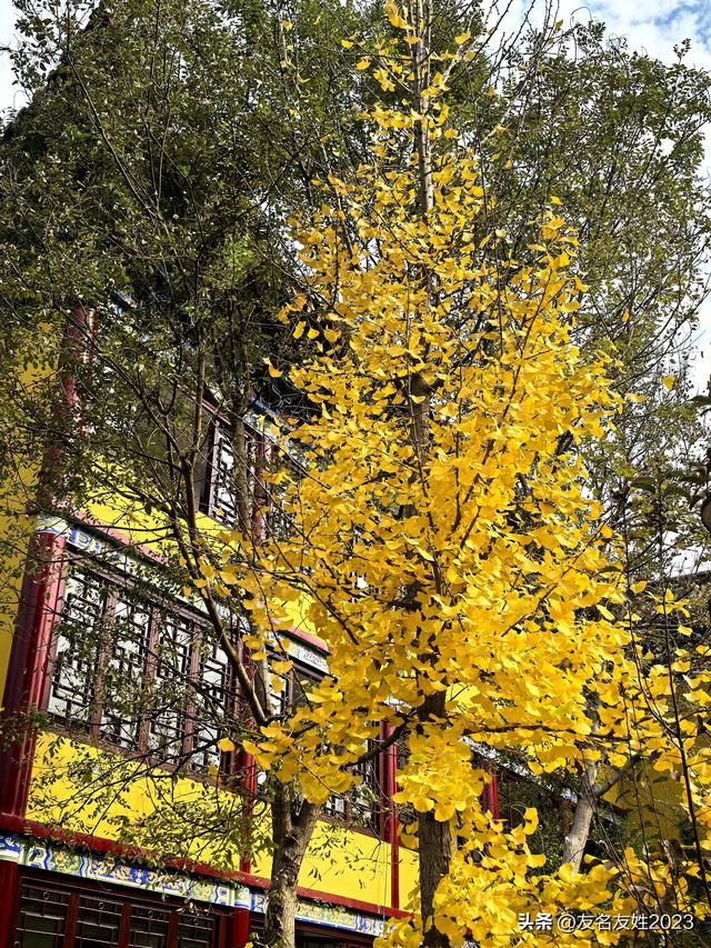 金陵初冬：六朝烟水间的一曲清冷与温存