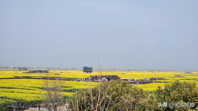 别再挤婺源了！江苏藏着全球唯一水上油菜花海，一眼沦陷